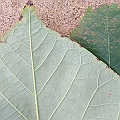 Hibiscus tiliaceus (Coastal Cottonwood) This species is a mangrove inhabitant not a true mangrove.
